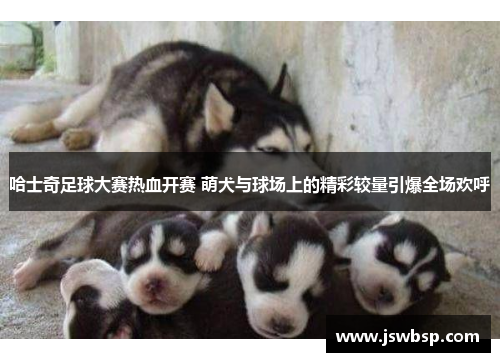 哈士奇足球大赛热血开赛 萌犬与球场上的精彩较量引爆全场欢呼